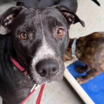 Naomi -  Mixed Breed Dog for Adoption in Nantucket, Massachusetts - Naomi | PetCurious