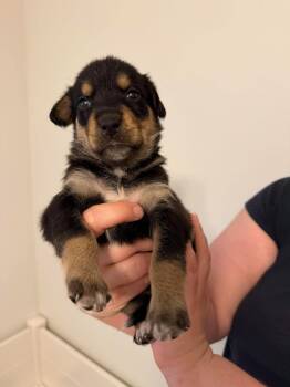 Kennedy -  Australian Shepherd and Australian Cattle Dog Blue Heeler Dog for Adoption in Houston, Texas - Kennedy | PetCurious