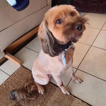 Yorkshire Terrier and Wheaten Terrier Dogs Available for Adoption in Marana, Arizona - CHEWY AND WINNIE  | PetCurious