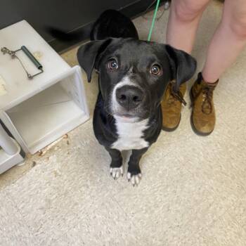 Mixed Breed Dogs Available for Adoption - 02/19/2026-Stray-ShepherdDrive | PetCurious