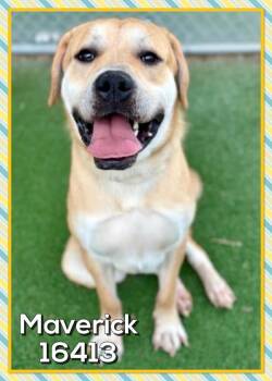 Labrador Retriever Dogs Available for Adoption - Maverick(809) | PetCurious
