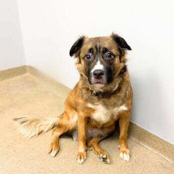LEAH -  Collie and Mixed Breed Dog for Adoption in Aurora, Colorado - LEAH | PetCurious