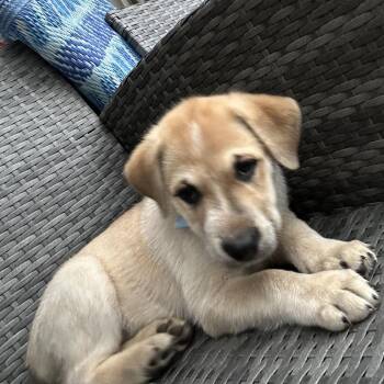Shepherd and Mixed Breed Dogs Available for Adoption in Alma, Wisconsin - Izzy | PetCurious