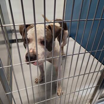 John Deere -  Mixed Breed Dog for Adoption in Auburn, Alabama - John Deere | PetCurious