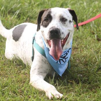 Kenai -  Mixed Breed Dog for Adoption in Columbia, South Carolina - Kenai | PetCurious