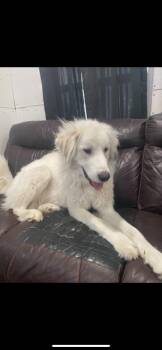 Great Pyrenees Dogs Available for Adoption - Sawyer | PetCurious