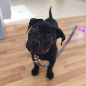 Pit Bull Terrier Dogs Available for Adoption in Pembroke, Massachusetts - Isaac | PetCurious