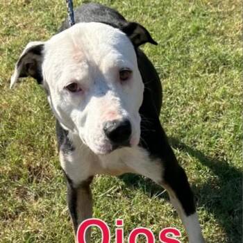 Bubba -  American Staffordshire Terrier and Mixed Breed Dog for Adoption in Hagerstown, Maryland - Bubba | PetCurious