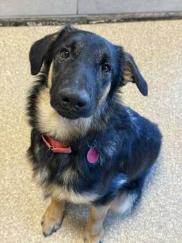 Rescue German Shepherd Dog Dogs for Adoption in Glendale, Arizona - Willy | PetCurious