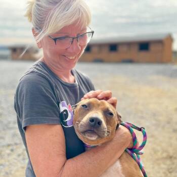 Shrewberry -  Pit Bull Terrier Dog for Adoption in Mechanicsburg, Pennsylvania - Shrewberry | PetCurious