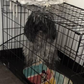 Cockapoo Dogs Available for Adoption in South Elgin, Illinois - Cockapoo - Home To Home | PetCurious