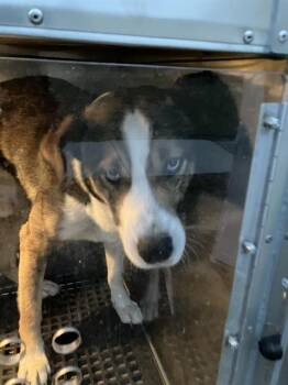 Mixed Breed Dogs Available for Adoption - DODGER | PetCurious