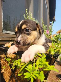 Jane Austen -  Shetland Sheepdog Sheltie Dog for Adoption in Pottstown, Pennsylvania - Jane Austen | PetCurious