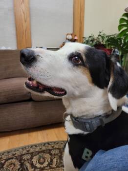 Rescue Foxhound and Great Pyrenees Dogs for Adoption in Sheridan, Wyoming - Buster | PetCurious