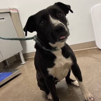 Rescue Mixed Breed Dogs for Adoption in Tulsa, Oklahoma - Barbie | PetCurious