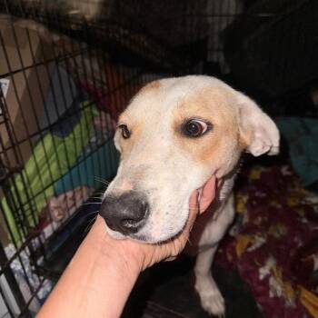 Nina -  Pit Bull Terrier Dog for Adoption in West Plains, Missouri - Nina | PetCurious