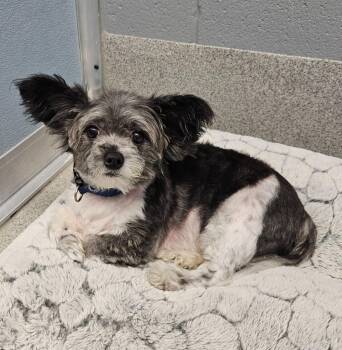 Sparky -  Poodle and Pomeranian Dog for Adoption in Bloomington, Indiana - Sparky | PetCurious