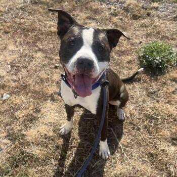 Silly Sid -  Mixed Breed Dog for Adoption in Spokane, Washington - Silly Sid | PetCurious