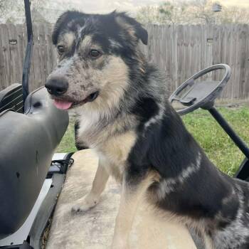 Buddy McBee -  Australian Shepherd and Australian Cattle Dog Blue Heeler Dog for Adoption in Corpus Christi, Texas - Buddy McBee | PetCurious