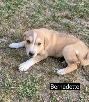 Great Pyrenees Dogs Available for Adoption in Manchester, Connecticut - Bernadette | PetCurious