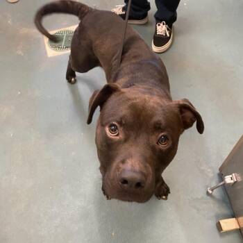Mixed Breed Dogs Available for Adoption in Memphis, Tennessee - HAMBONE | PetCurious