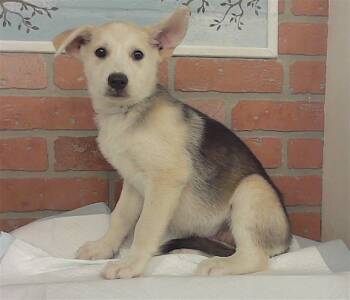 PEARL -  Siberian Husky and Mixed Breed Dog for Adoption in Houston, Texas - PEARL | PetCurious