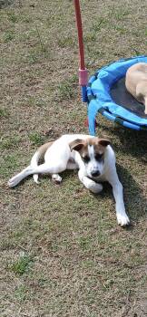 Australian Cattle Dog Blue Heeler Dogs Available for Adoption in Plano, Texas - Dorsett | PetCurious