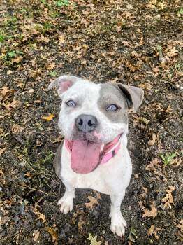 Rescue Mixed Breed Dogs for Adoption in Brookhaven, New York - Sundae | PetCurious