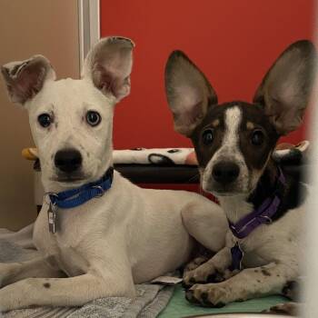 Pickles -  Mixed Breed Dog for Adoption in San Francisco, California - Pickles | PetCurious