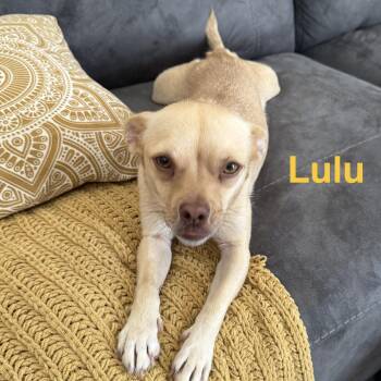 Lulu -  Chihuahua Dog for Adoption in Charlotte, North Carolina - Lulu | PetCurious
