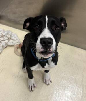 Rowan -  American Staffordshire Terrier Dog for Adoption in Kalamazoo, Michigan - Rowan | PetCurious