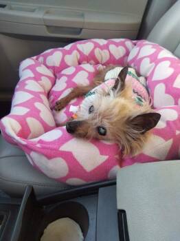 Mindy -  Yorkshire Terrier Dog for Adoption in St. Augustine, Florida - Mindy | PetCurious