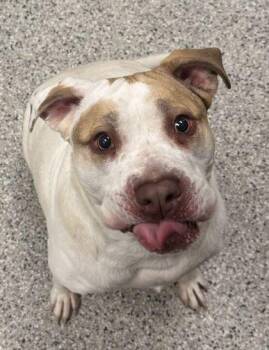 Amaryllis -  Mixed Breed Dog for Adoption in Kansas City, Missouri - Amaryllis | PetCurious