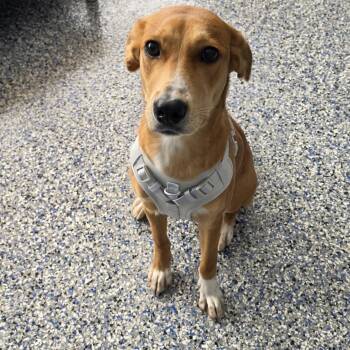 Sandra -  Hound Dog for Adoption in Blackstone, Virginia - Sandra | PetCurious
