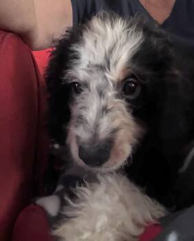 Charles -  Bernese Mountain Dog and Poodle Dog for Adoption in Valrico, Florida - Charles | PetCurious