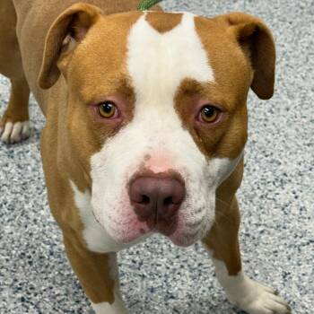 Chico -  Pit Bull Terrier Dog for Adoption in Chicago, Illinois - Chico | PetCurious