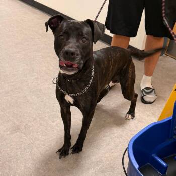 Chester -  Mixed Breed Dog for Adoption in Philadelphia, Pennsylvania - Chester | PetCurious