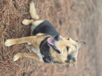 Shepherd Dogs Available for Adoption - Christine | PetCurious