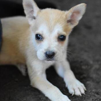 Rescue Mixed Breed Dogs for Adoption in Conroe, Texas - Sophie (S Puppies) | PetCurious