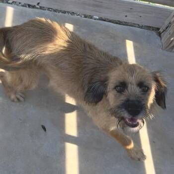 Godiva -  Terrier and Mixed Breed Dog for Adoption in Freeport, Florida - Godiva | PetCurious