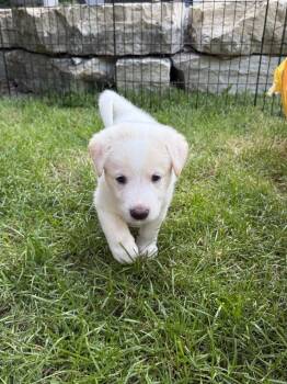 Finlee (Lee Litter) -  Australian Cattle Dog Blue Heeler and Great Pyrenees Dog for Adoption in New Albany, Ohio - Finlee (Lee Litter) | PetCurious