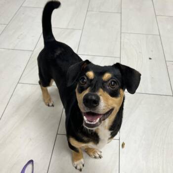 Julius -  Mixed Breed Dog for Adoption in Lufkin, Texas - Julius | PetCurious