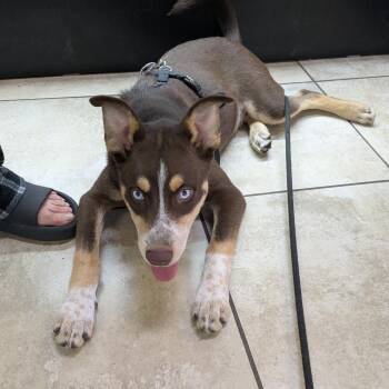 Three -  Husky Dog for Adoption in Portland, Oregon - Three | PetCurious