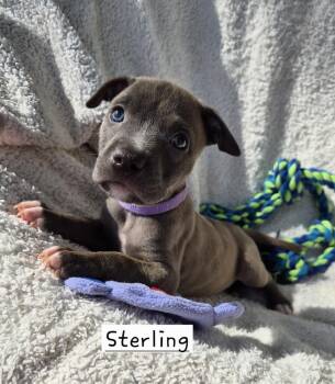 Sterling (26-128 D) -  Mixed Breed Dog for Adoption in Lansing, Michigan - Sterling (26-128 D) | PetCurious
