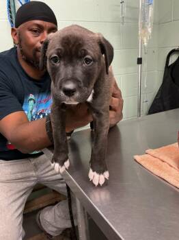 Reggie -  Pit Bull Terrier and Mixed Breed Dog Available for Adoption in Dyersburg, Tennessee - Reggie | PetCurious