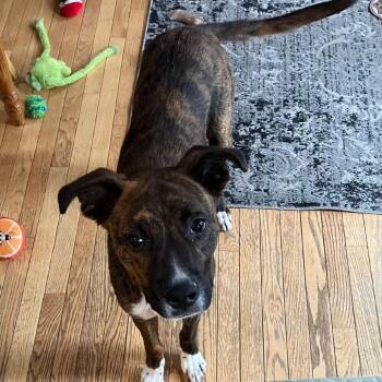 Mixed Breed Dogs Available for Adoption - Bandit | PetCurious