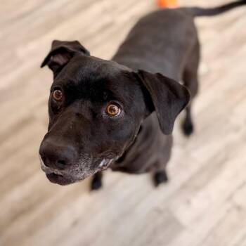 Black Labrador Retriever and Mixed Breed Dogs Available for Adoption in Green Bay, Wisconsin - Dude | PetCurious