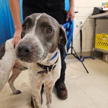 Rescue English Coonhound Dogs for Adoption in Lake Panasoffkee, Florida - Callie | PetCurious