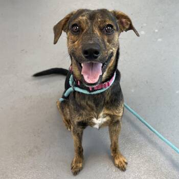 Mixed Breed Dogs Available for Adoption - Biscotti | PetCurious