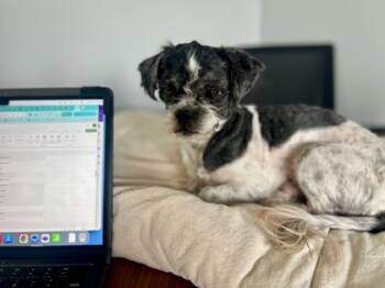 Rescue Shih Tzu and Mixed Breed Dogs for Adoption - Benji Magoo | PetCurious